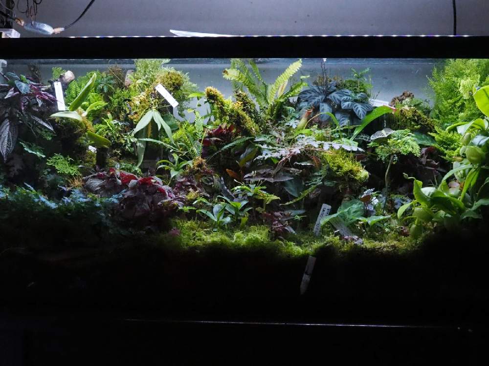部屋の画像 by とと3さん | 部屋と植物のある暮らしとミストプランツと葉っぱとおうち園芸とパルダリウムと植中毒と苔(こけ)とジメジメ系