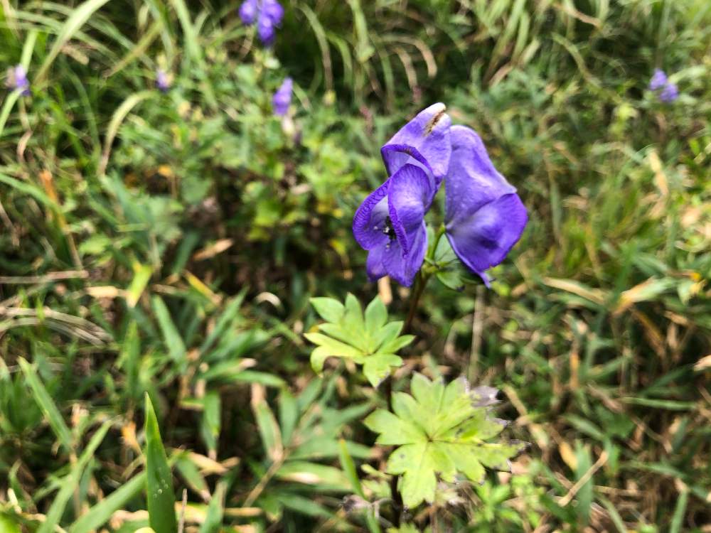 お出かけ先の画像 by はちろうさん | お出かけ先と伊吹トリカブトとイブキトリカブトと山野草とキンポウゲ科とトリカブトを愛する者達