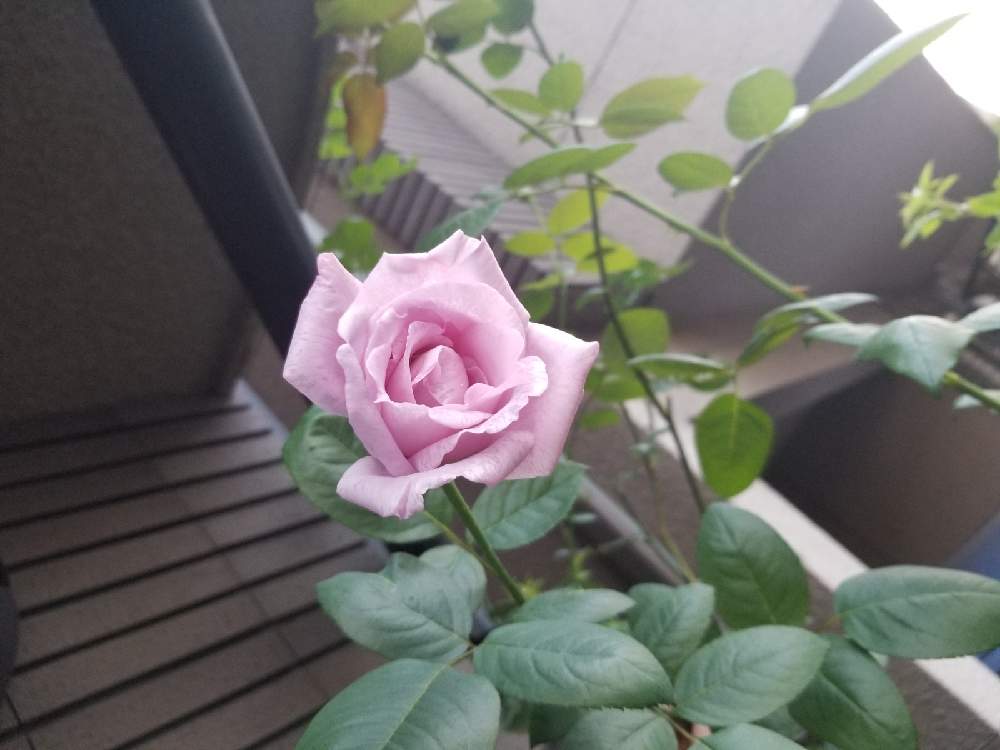 小さな庭の画像 by ニワバラベラバラさん | 小さな庭とバラとブルームーンとばら バラ 薔薇と化成肥料と藤色の花とIB肥料とバラのある暮らしとバラ 鉢植えと花ちゃん培養土と鉢ロザリアンと腐根酸と花のある暮らしと有機肥料とバーグ堆肥と薔薇♪とばら 薔薇 バラとバラ・ミニバラと葉水と腐植酸