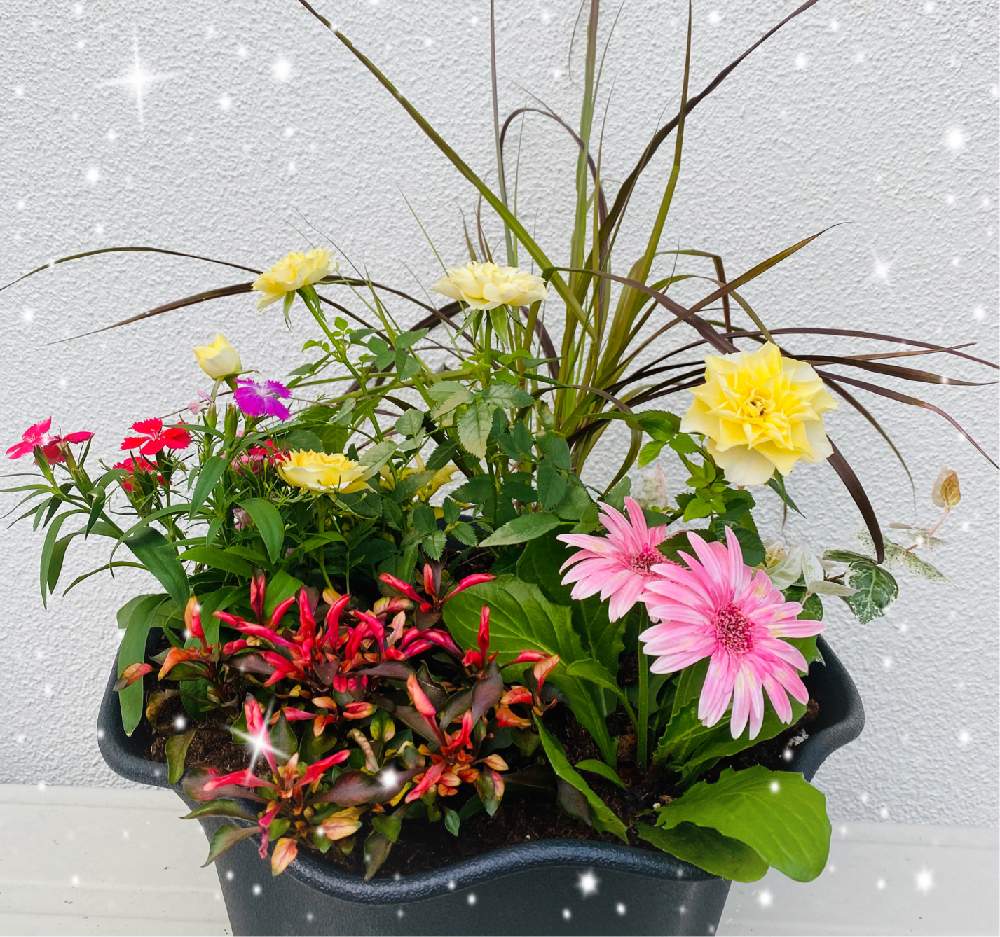 玄関の画像 by mackie ❤️さん | 玄関とアキランサスとガーベラとナデシコとパープルファウンテングラスとミニ薔薇✨とコロナに刃を⚔鬼滅党とベテラン乙女倶楽部とプランター族と地球緑の防衛隊と寄せ植えとおうち園芸とGSのみなさんに感謝!と花のある暮らしと念願の薔薇