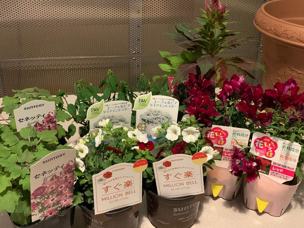 小さな庭の画像 by にゃんたんさん | 小さな庭とミリオンベル♪とキンギョソウの花とサントリーセネッティとサントリー すぐ楽 ミリオンベルとサントリーフラワーズ セネッティと花のある生活とサントリー フラワーズとおうち園芸と金魚草☆とユーフォルビア・ダイアモンドスター☆とセネッティと花のある暮らし