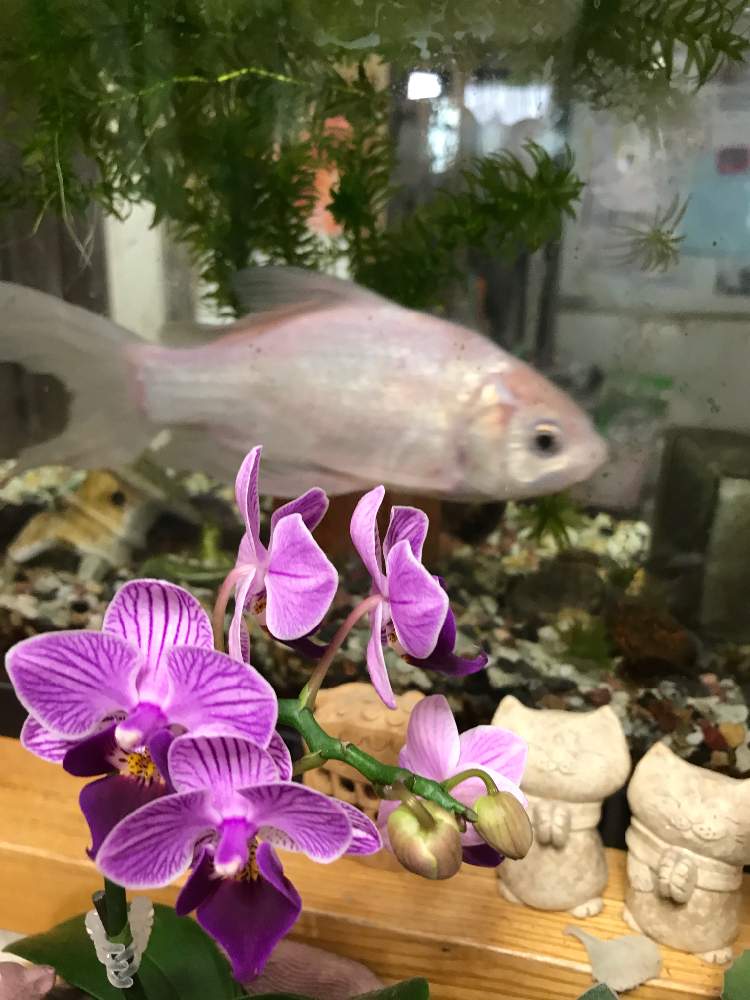部屋の画像 by たーこさん | 部屋とミニ胡蝶蘭とアナカリス(水草)と見守り隊♪と金魚のシロちゃんと金魚とと金魚と水草とミニ鉢とピンク❤︎ピンクとおうち園芸とミニ欄❗となかよし♡とかわいいといい色♡