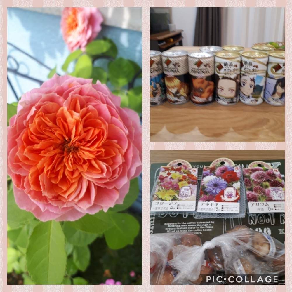アプローチの画像 by Tomoさん | アプローチとロザリアン見習いとおうち園芸と植中毒と雑貨好き♡と憧れの薔薇とDIYと花のある暮らしとバラ薔薇ばらら~❤️といいね♥ありがとうございます✨とチーム福岡