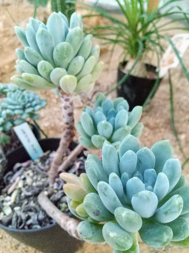 の画像 by えいきち×GARDENさん | 多肉植物とutmeと露地植えとGS永ちゃん部と手作りの庭とゴルフも好きと庭づくりとユニクロutmeと本日撮影分とえいきち★ガーデンと地植え