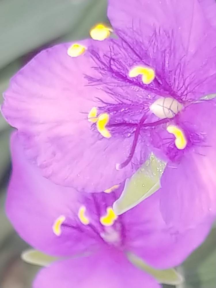 お出かけ先の画像 by コニぽんさん | お出かけ先とムラサキツユクサとみち草花とスマホ撮影と空地の草花とクローズアップと職場の近く
