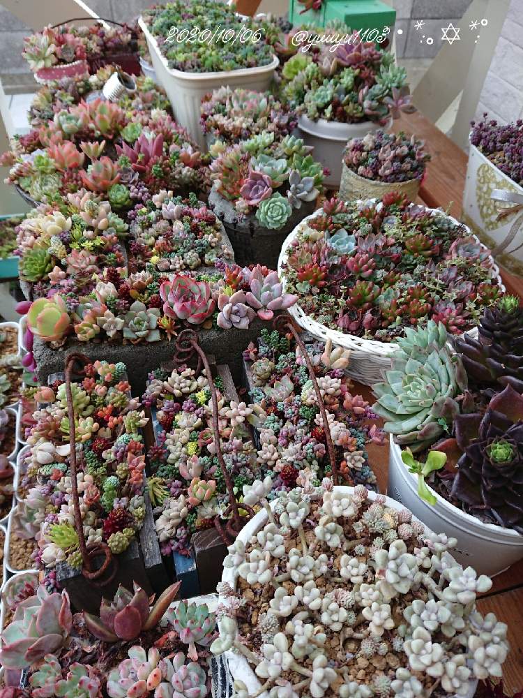 テラスの画像 by ゆうゆさん | テラスと多肉箱庭と寄せ植えと今日の一枚とチマチマ倶楽部と北の大地からとゆうゆと多肉女子と癒やしの時間とガーデニングと花のある暮らしとかわいいな♡と北海道と多肉寄せ植えとsucculentとちまちま寄せと毎日癒されます