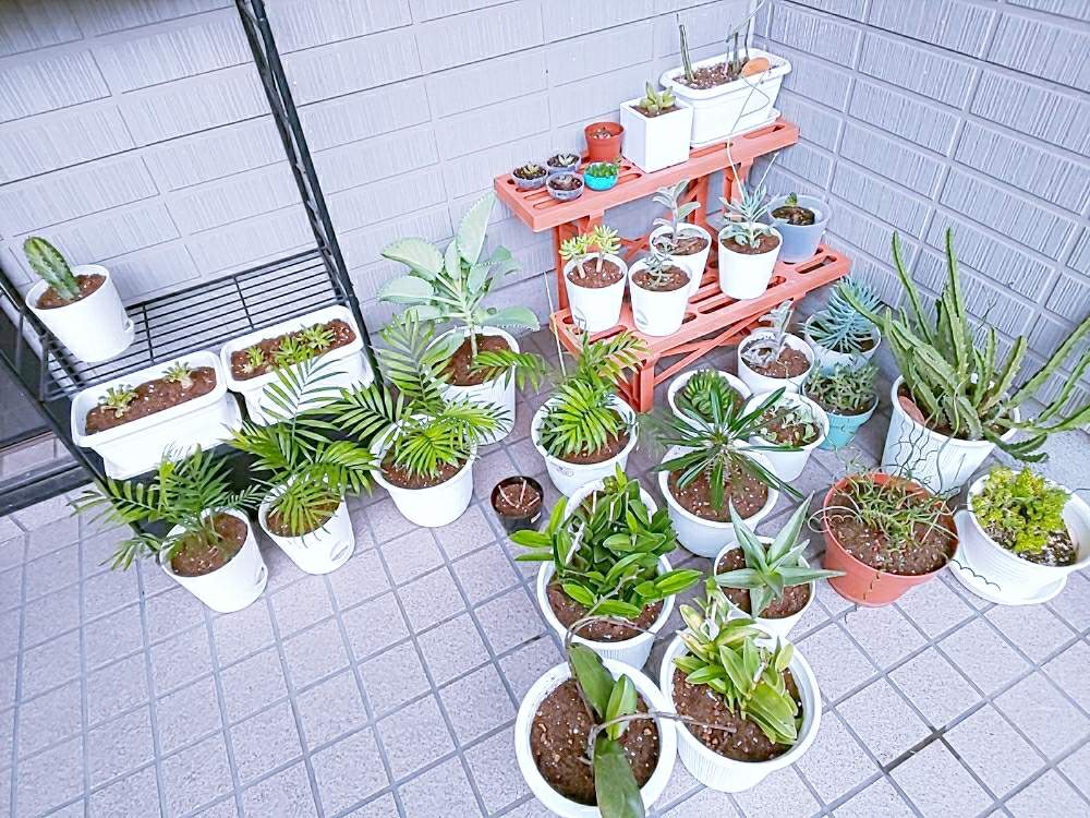 の画像 by ぽてめさん | 多肉植物とみどりのある暮らしとスマホ撮影と観葉植物とサボテン女子と葉っぱとサボテン好きとのびのびとおうち園芸と サボテンと多肉女子と鉢植え