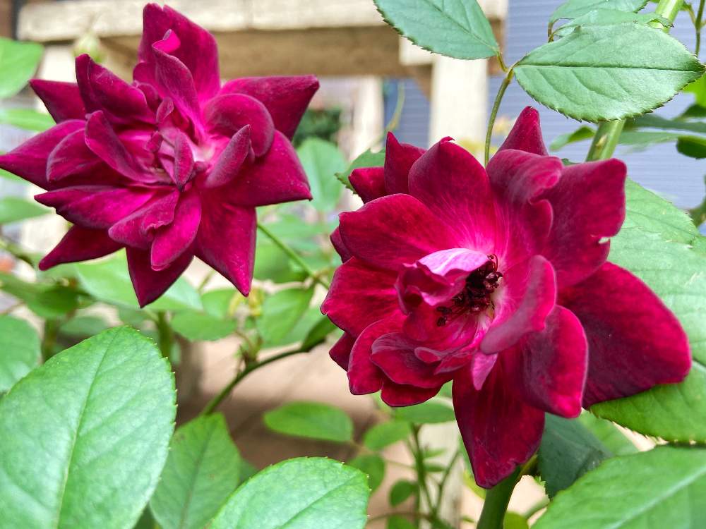 小さな庭の画像 by ななちちさん | 小さな庭とバラタニランと薔薇愛同盟とコロナの馬鹿と薔薇男子と薔薇に魅せられてとななちち薔薇2020とおうち園芸と植中毒とバーガンディ・アイスバーグと手づくりの庭とガーデニングとGSでバラ園と花のある暮らしと薔薇♪とロザリアンとコロナのバカ