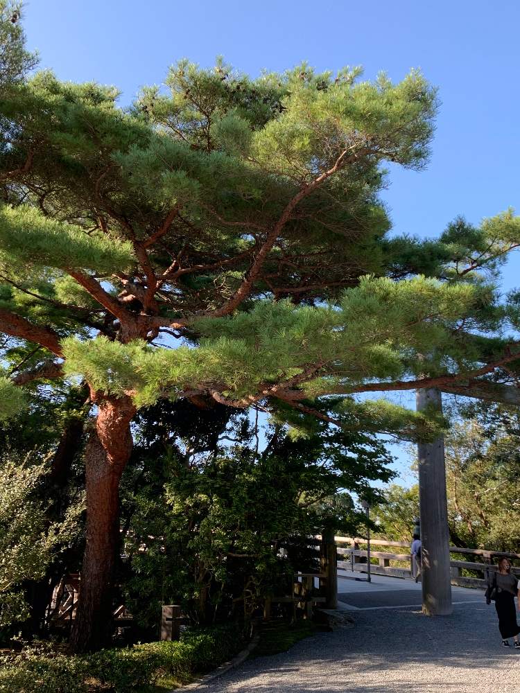 お出かけ先の画像 by 絆さん | お出かけ先と春夏秋冬と伊勢神宮 内宮と観光地と 松の木とGSで絆と俳句と祭り