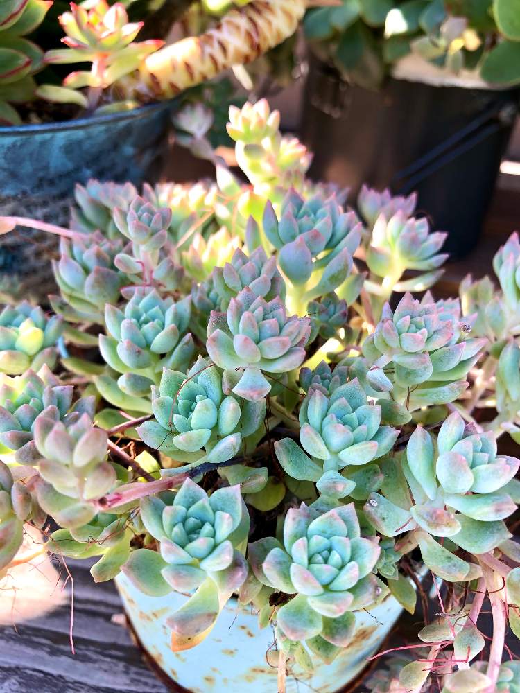 の画像 by よよよさん | プロリフェラと多肉植物と岩手県と黒ニャンコ隊とぎゅうぎゅうといつもありがとうと美しいと元気モリモリと紅葉多肉とタニラーともりもりと可愛いとかわいい