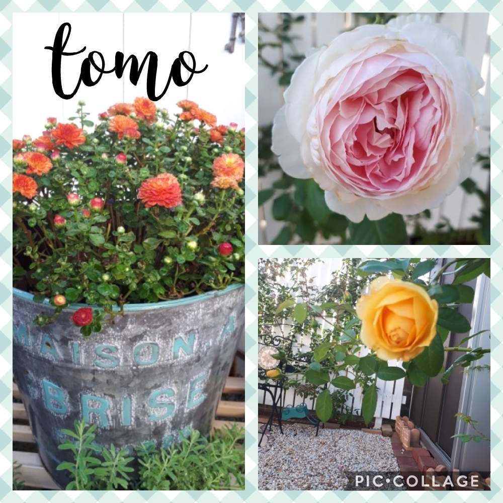 アプローチの画像 by Tomoさん | アプローチとおうち園芸と植中毒と雑貨好き♡と憧れの薔薇とDIYと花のある暮らしとバラ薔薇ばらら~❤️といいね♥ありがとうございます✨とチーム福岡