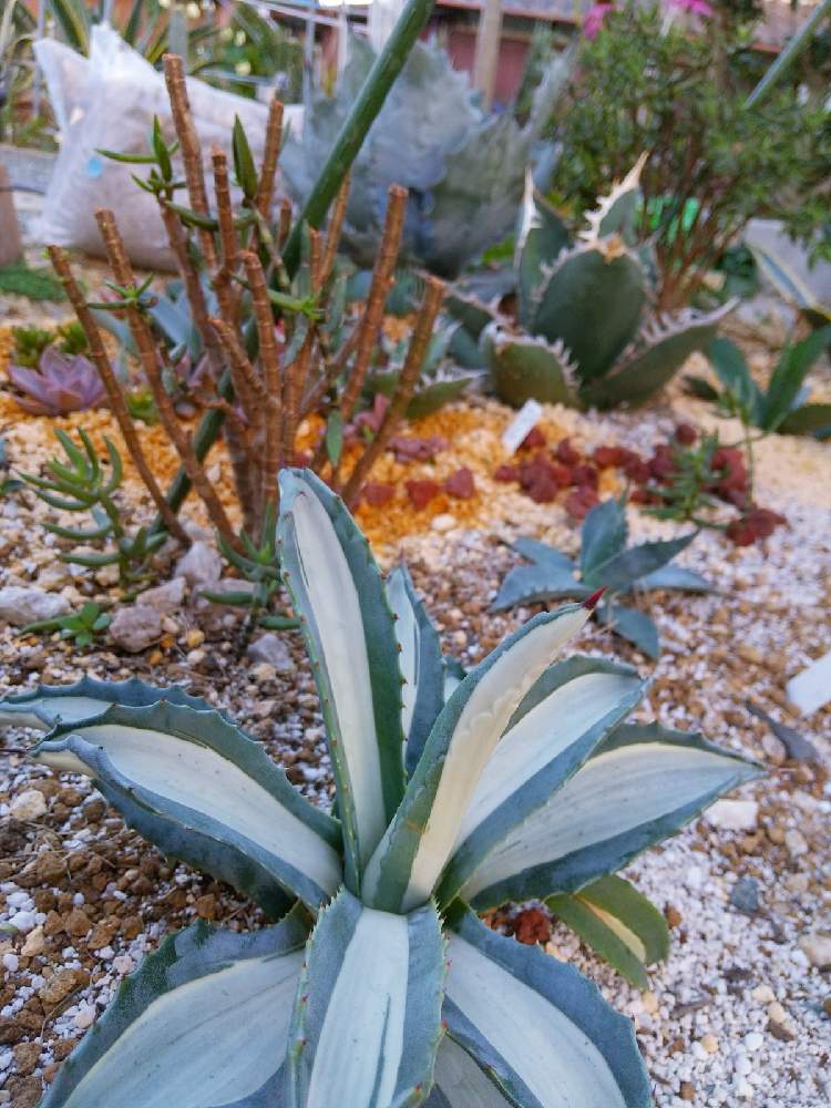 の画像 by えいきち×GARDENさん | アガベ AGAVEと露地植えとGS永ちゃん部と手作りの庭とアガベあるあると庭づくりとアガベ大好きと寄せ地植えとえいきち★ガーデンと地植え