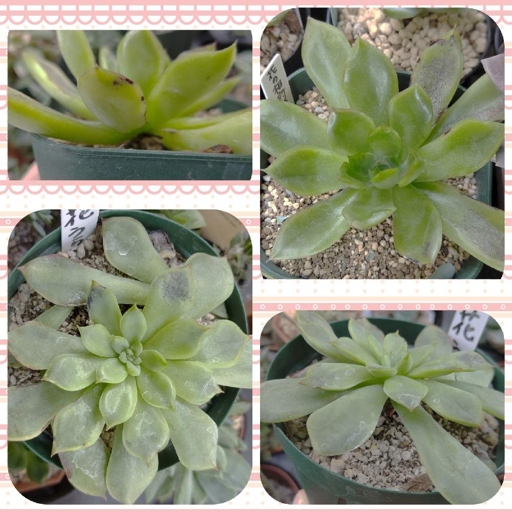 バルコニー/ベランダの画像 by マカロニさん | バルコニー/ベランダと花うららと花の想府蓮と多肉植物と多肉初心者と花も多肉も好きとマカロニの花うらら