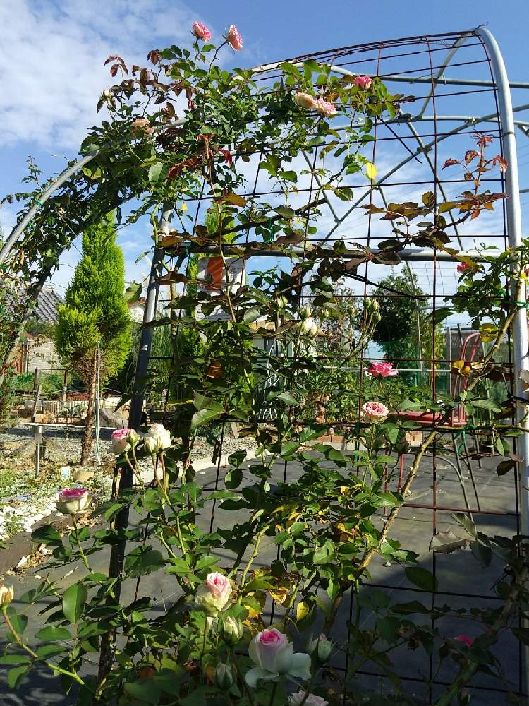 の画像 by えいきち×GARDENさん | 第1の庭【薔薇エリア】とトゲトゲとutmeと露地植えとGS永ちゃん部と手作りの庭と庭づくりとユニクロutmeと本日撮影分と薔薇♪とえいきち★ガーデンと地植え