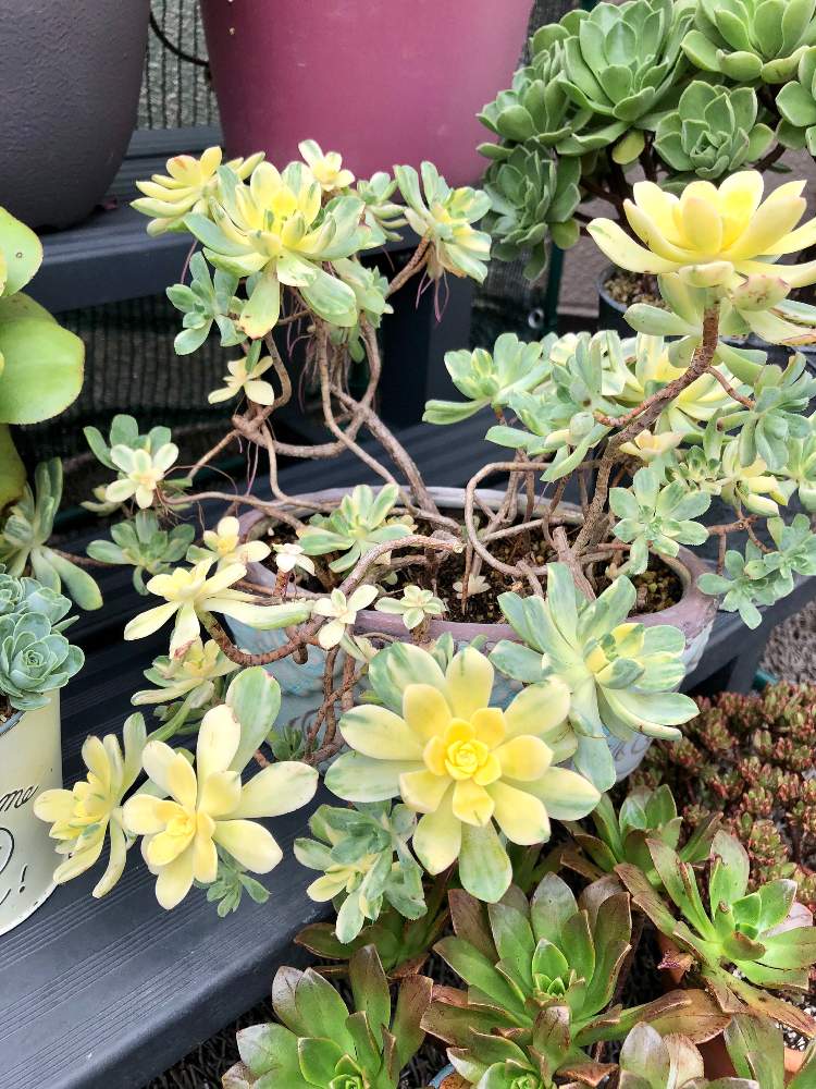 の画像 by よよよさん | 愛染錦と多肉植物と岩手県とアエオ大好き!と黒ニャンコ隊とぎゅうぎゅうといつもありがとうと我ら植中毒隊!と美しいと元気モリモリとタニラーと可愛いとアエオ中毒とあばれ多肉