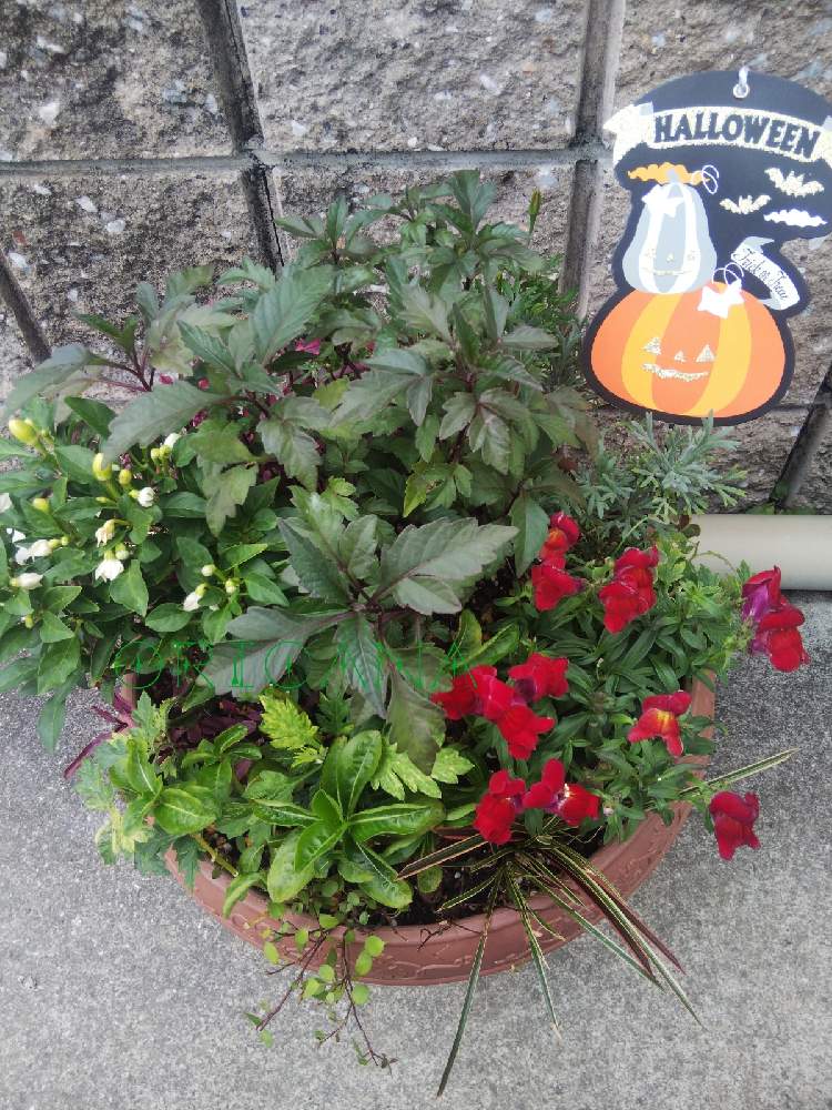 の画像 by オリカナさん | 寄せ植えと見切り品とハロウィンとおうち園芸と大好き見切り品とハロウィン寄せ植えと生長が楽しみと見切り品出身とハロウィンアレンジ♪2020とビタミンF