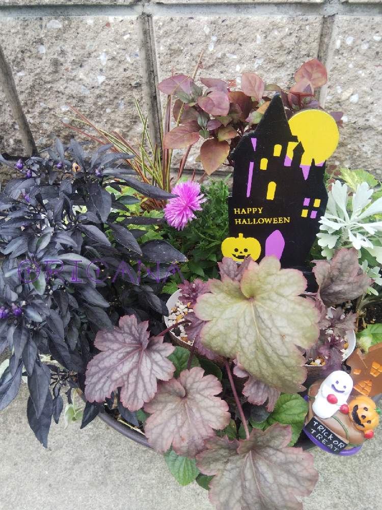 の画像 by オリカナさん | アスターと寄せ植えとハロウィンとおうち園芸とハロウィン寄せ植えと生長が楽しみとハロウィンアレンジ♪2020とビタミンF
