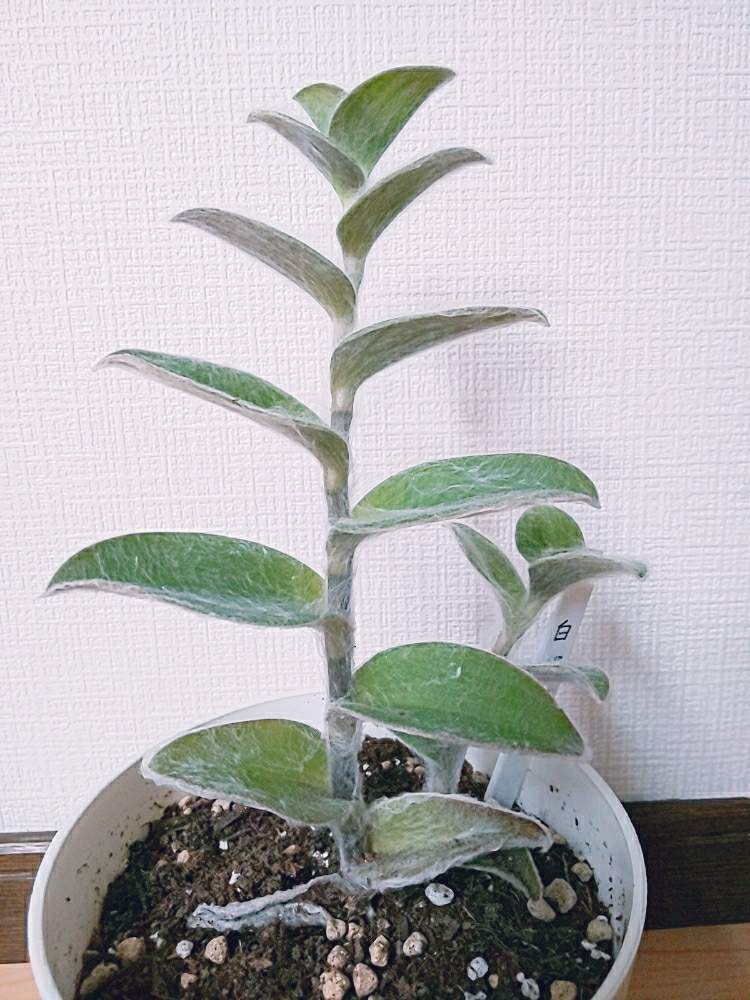 の画像 by ぽてめさん | 白絹姫と多肉植物とスマホ撮影と葉っぱとのびのびと多肉女子とトラデスカンチア属と鉢植えとツユクサ科