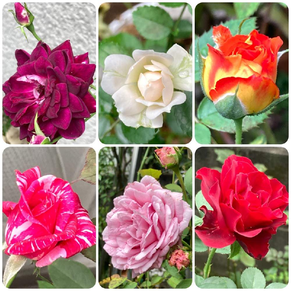小さな庭の画像 by まぁ!さん | 小さな庭とバラと薔薇に魅せられてとおうち園芸と花のある暮らしと素敵色と秋に咲かせた花-園芸ガイド2020