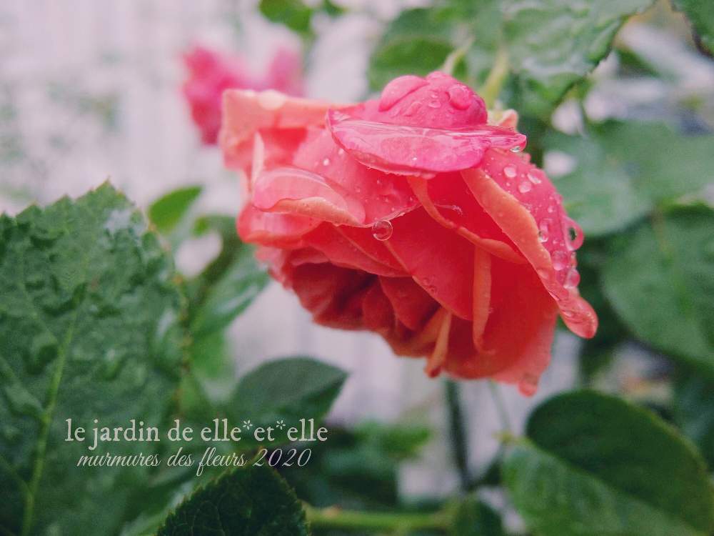 広い庭の画像 by elle*et*elleさん | 広い庭とバラ パウルクレーと好きな花とばら バラ 薔薇と庭に咲く花と花のある風景と薔薇好きと自己流ガーデニングと咲いてくれてありがとう❤と手作りの庭とおうち園芸とガーデニングと花のある暮らしと薔薇♪と緑のある風景とバラを楽しむと薔薇大好きとばらに魅せられてとあめふり