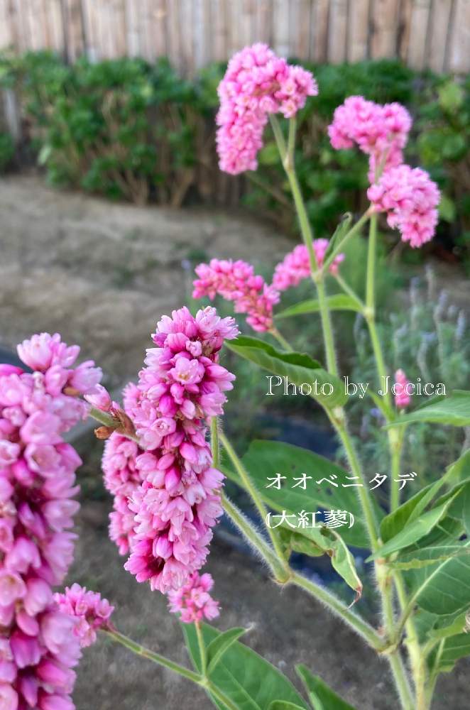 お出かけ先の画像 by 目指せ!自慢の庭さん | お出かけ先とオオベニタデと明るい気持ちとピンクのオオベニタデとお出掛け先の庭とちっちゃなお花