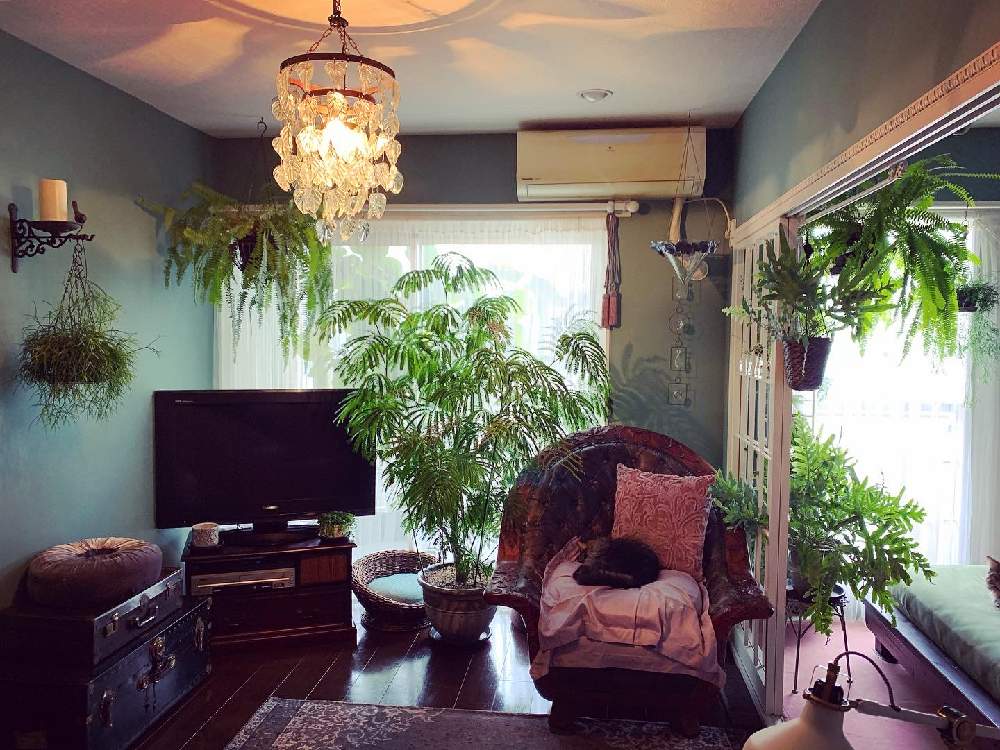 部屋の画像 by lalarin123さん | 部屋と観葉植物とジャングルと窓辺の植物たちとエバーフレッシュ☆と室内ジャングルとガーデニングとGREEN UP!
