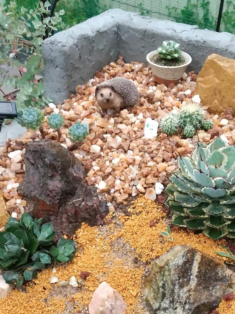 の画像 by えいきち×GARDENさん | 第1の庭サボテンコーナーとトゲ 神様と多肉植物とサボテン科とトゲトゲとアガベ AGAVEとutmeと露地植えとGS永ちゃん部と手作りの庭とアガベ地植えとアガベあるあると庭づくりとユーカリ♡とユニクロutmeとオージープランツとアガベ大好きと寄せ地植えとえいきち★ガーデンと地植え