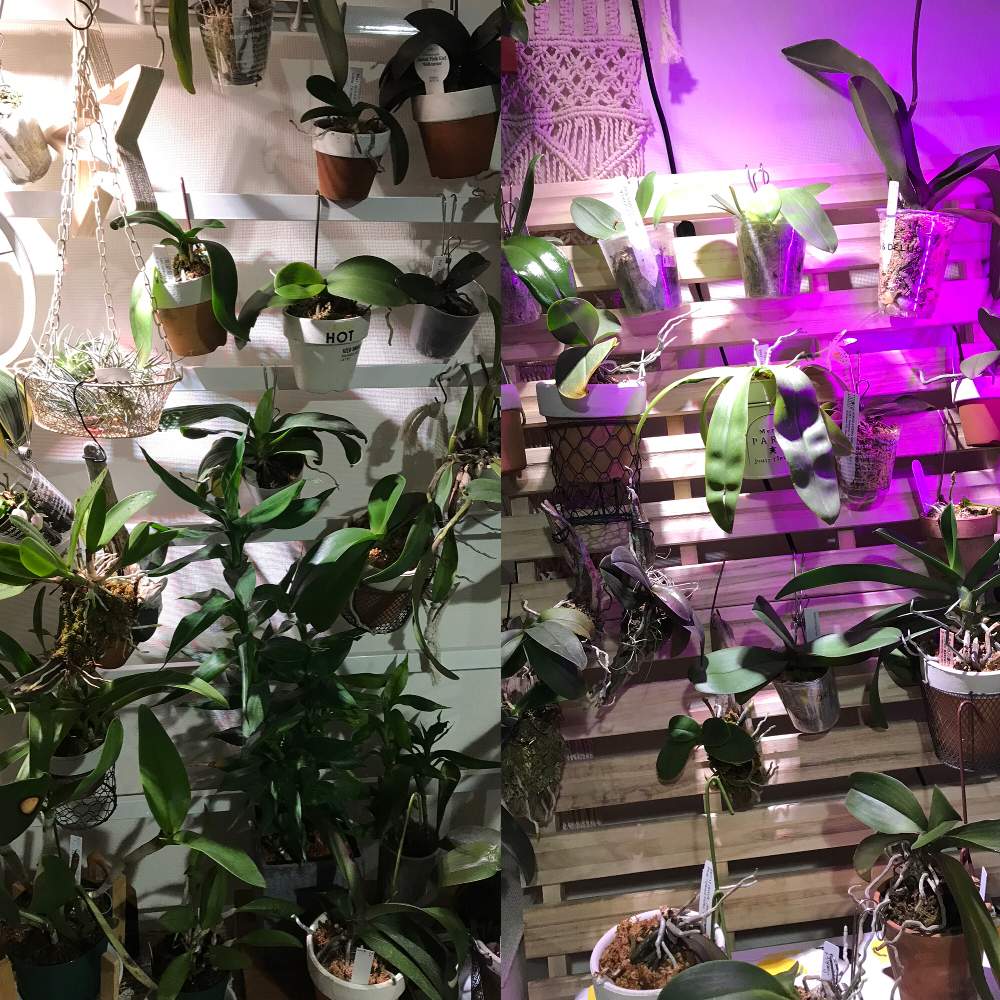の画像 by さちこさん | カトレアとコチョウランと胡蝶蘭とミニカトレアと着生植物と洋蘭と着生ランとラン科とファレノプシス属とカトレア属と着生蘭と洋ランと洋蘭原種