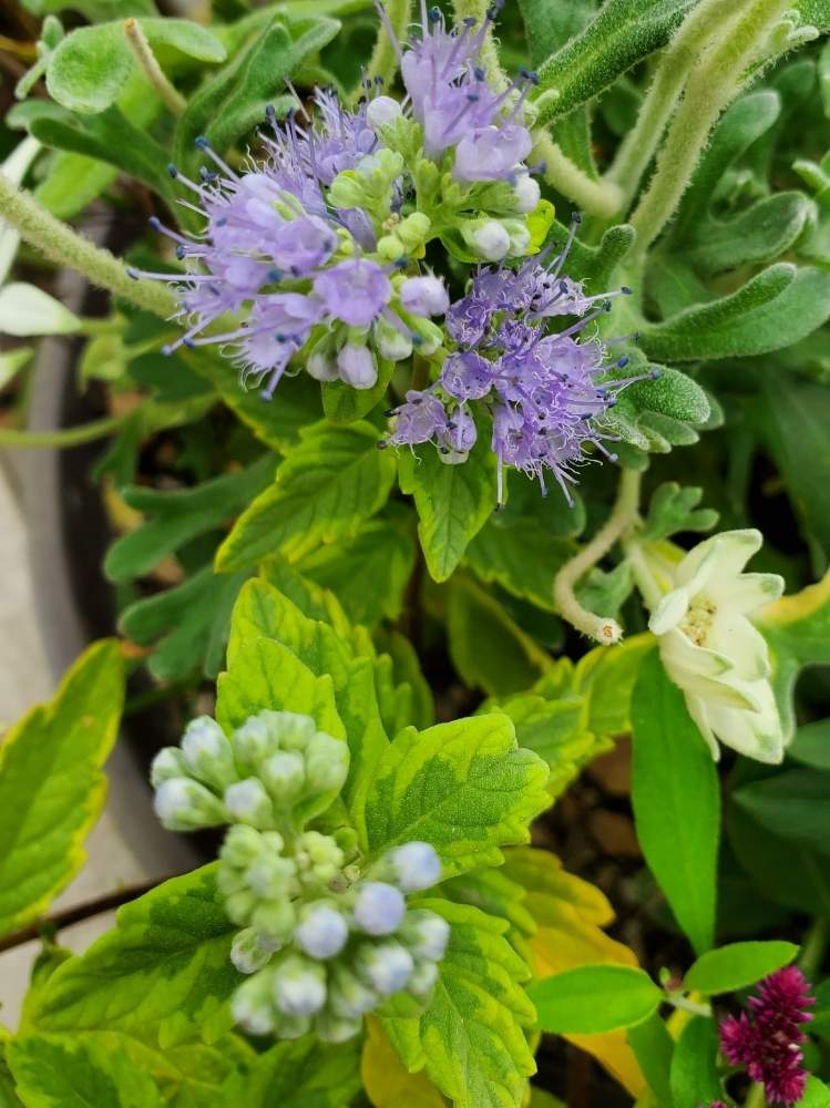 の画像 by かっしーははさん | カリオプテリス・サマーソルベットと寄せ植えとイングリッシュガーデンとお部屋に飾るとおうち園芸