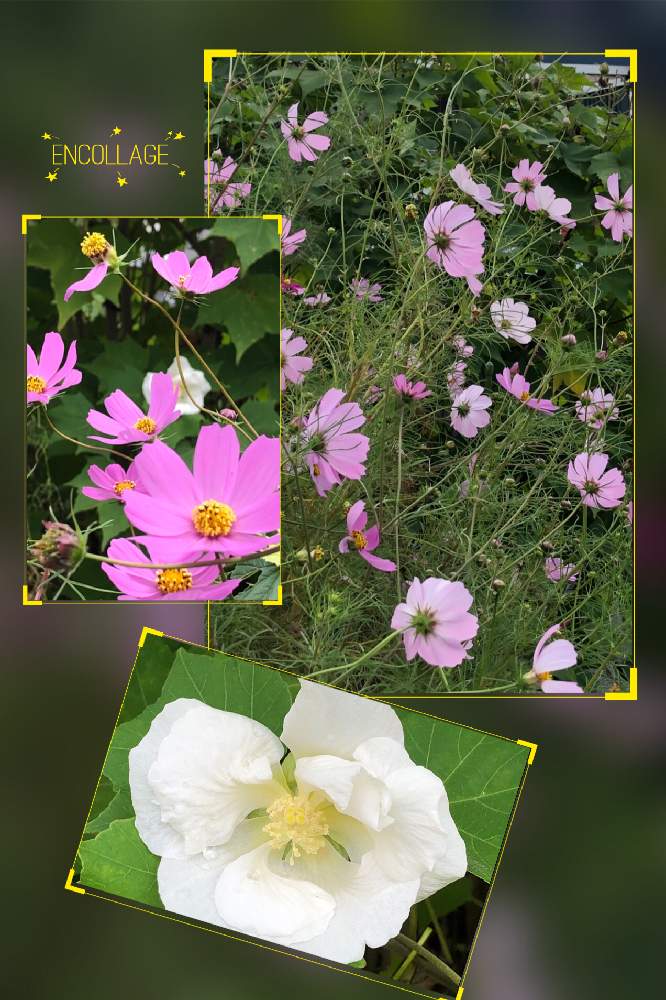 お出かけ先の画像 by 4匹の猫ママさん | お出かけ先と酔芙蓉^_^とコスモス^_^と有り難う 花と猫と今日に感謝とお出かけ先で^_^と花のある暮らし