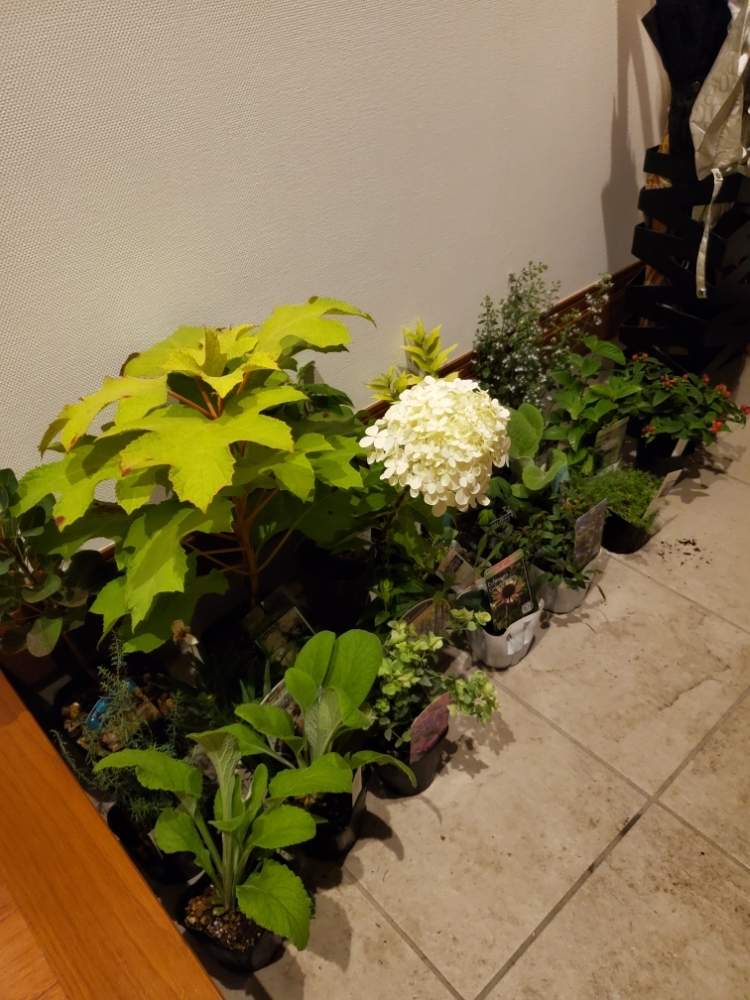 の画像 by かっしーははさん | 宿根草と庭の花と寄せ植えとおうち園芸とイングリッシュガーデンとグランドカバー