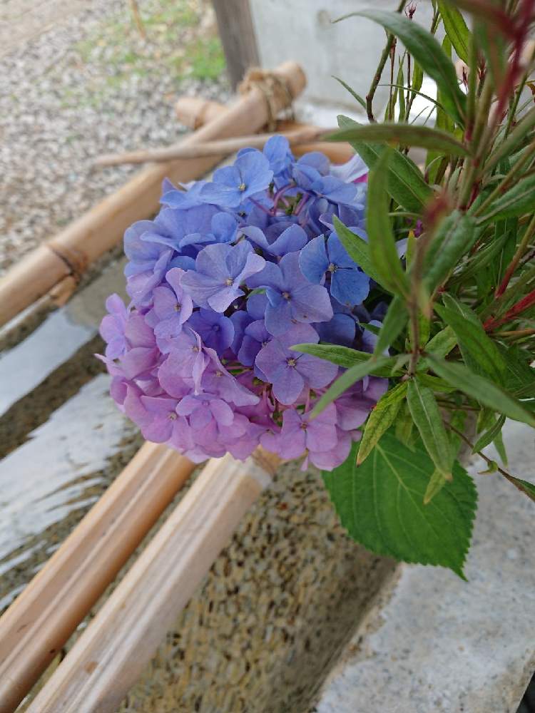 の画像 by こにぃDMさん | 街中と神社と紫陽花 アジサイ あじさいとあめ
