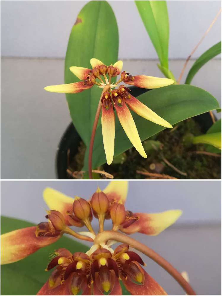小さな庭の画像 by 阿南田零さん | 小さな庭とバルボフィラム グスドルフィーとBulbophyllum gusdorfiiと着生植物と洋蘭と着生ランとラン科とorchidとマメヅタラン属とおうち園芸と黄色い花と洋蘭広め隊とオーキッドと洋ランとらんと花のある暮らしと秋に咲かせた花-園芸ガイド2020と洋蘭原種とBulbophyllum属とバルボフィラム属と秋の花と洋らん