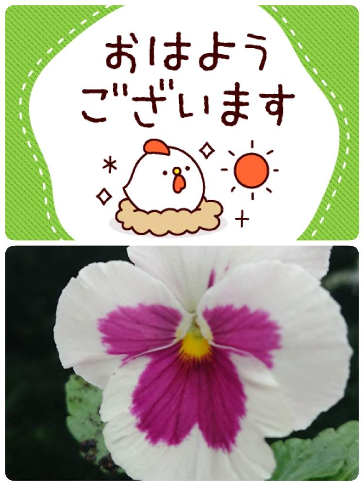 小さな庭の画像 by 苺さん | 小さな庭とおうち園芸とパンジーの栽培