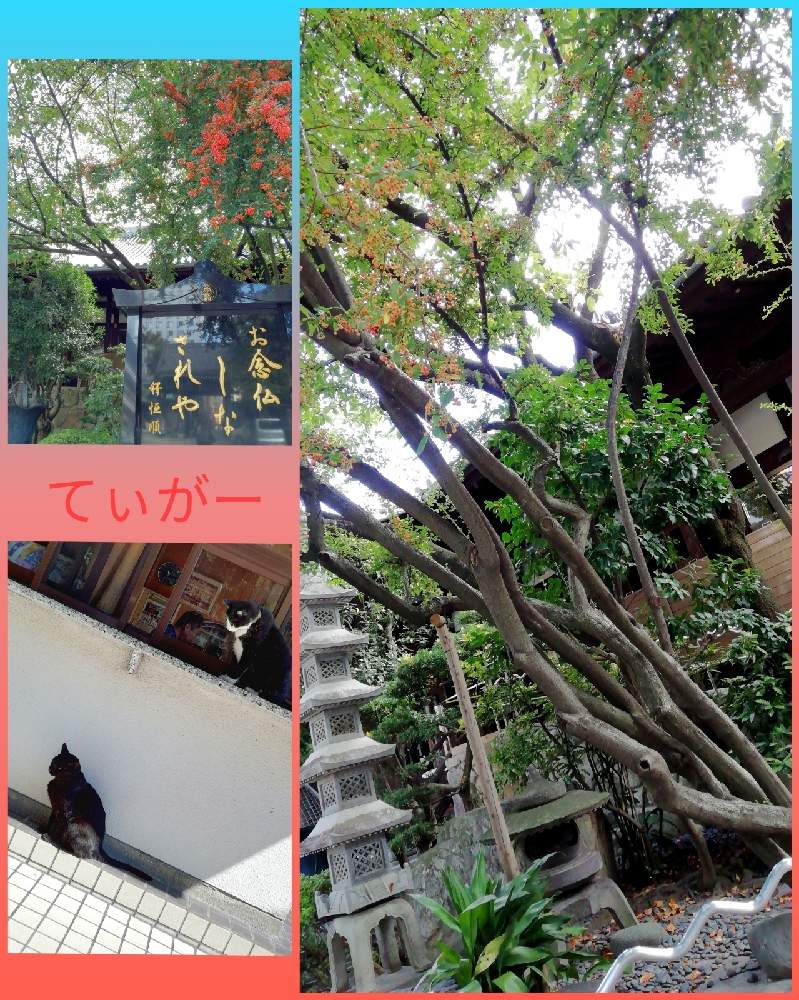 お出かけ先の画像 by てぃがーさん | お出かけ先とピラカンサかなぁ?と最前線のあなたへとかわいいのが好きとコロナに負けるな!とシンプルが好きと植物好きと被災地の皆さんガンバ!と花のある暮らしと自然の不思議と実も可愛い