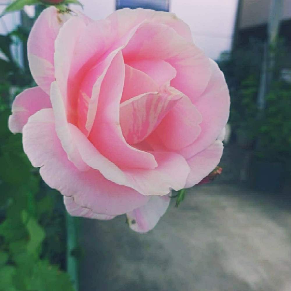 車庫の画像 by ☆きらまる☆さん | 車庫とピンク同盟と極上咲きと薔薇愛同盟と薔薇男子と薔薇に魅せられてとオシャレとB型とバラのある暮らしとおうち園芸と今日の一枚ときれいな色と花のある暮らしとかわいいな♡とロザリアンとななちち印とバラを楽しむとピンクハンターとシボラー