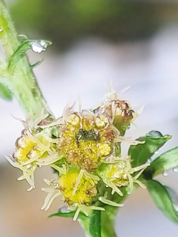 お出かけ先の画像 by コニぽんさん | お出かけ先とよもぎの花とみち草花とスマホ撮影と空地の草花と初めて見た!とクローズアップと職場の近く