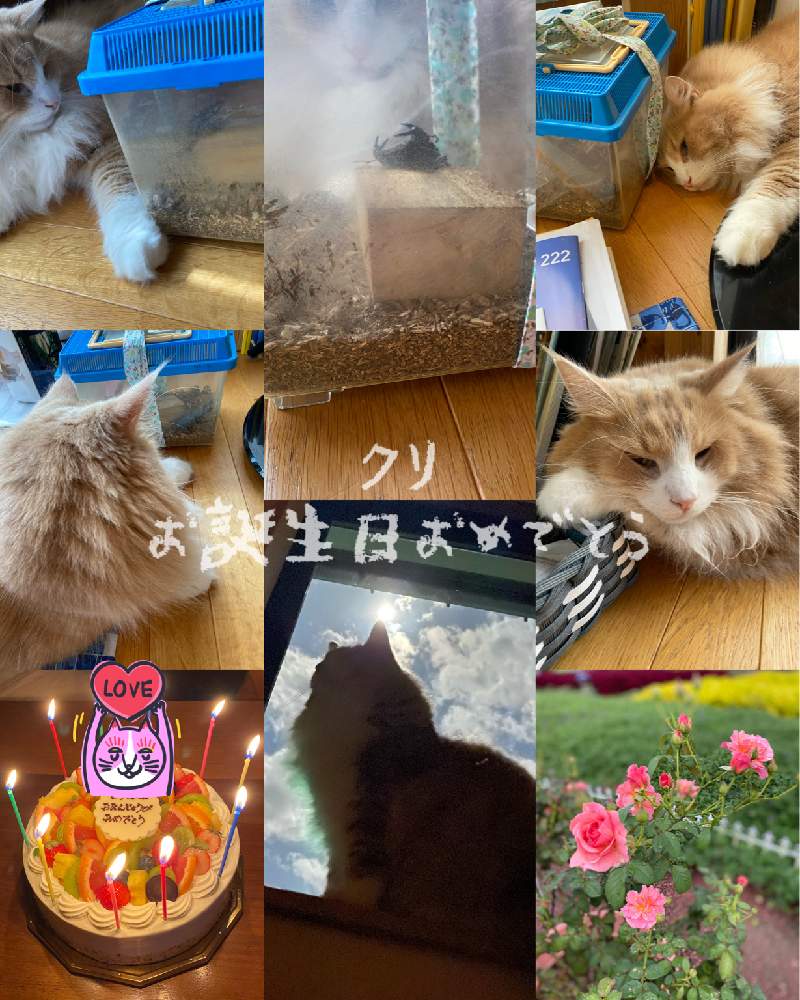 部屋の画像 by ネイビーさん | 部屋と秋の薔薇と猫のいる生活とねこ愛が止まらないとげんきもらえますと可愛いね❗と猫のいる暮らしと癒しのひと時とかおりかざり バラとネコのいる暮らし