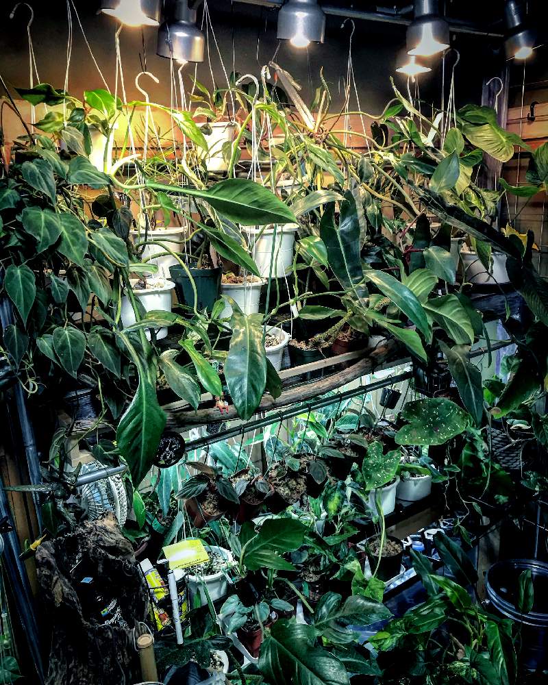 部屋の画像 by ナツさん | 部屋とフィロデンドロンと植物のある暮らしとボタニカルライフとおうち園芸と植中毒とアロイドとフィロデンドロン属とサトイモ 科と葉脈フェチと熱帯植物とインテリアグリーン