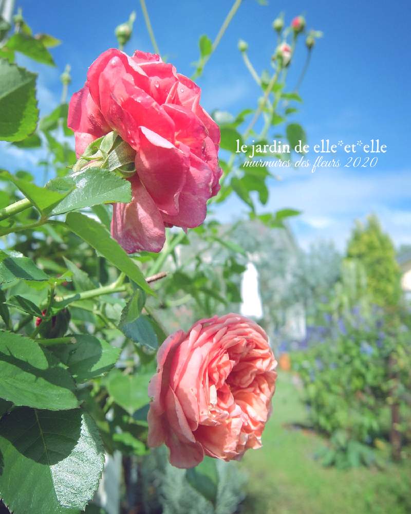 広い庭の画像 by elle*et*elleさん | 広い庭とバラ パウルクレーと好きな花とばら バラ 薔薇と庭に咲く花と花のある風景と薔薇好きと自己流ガーデニングと咲いてくれてありがとう❤と手作りの庭とおうち園芸とガーデニングと花のある暮らしと薔薇♪と緑のある風景とバラを楽しむと薔薇大好きとばらに魅せられて