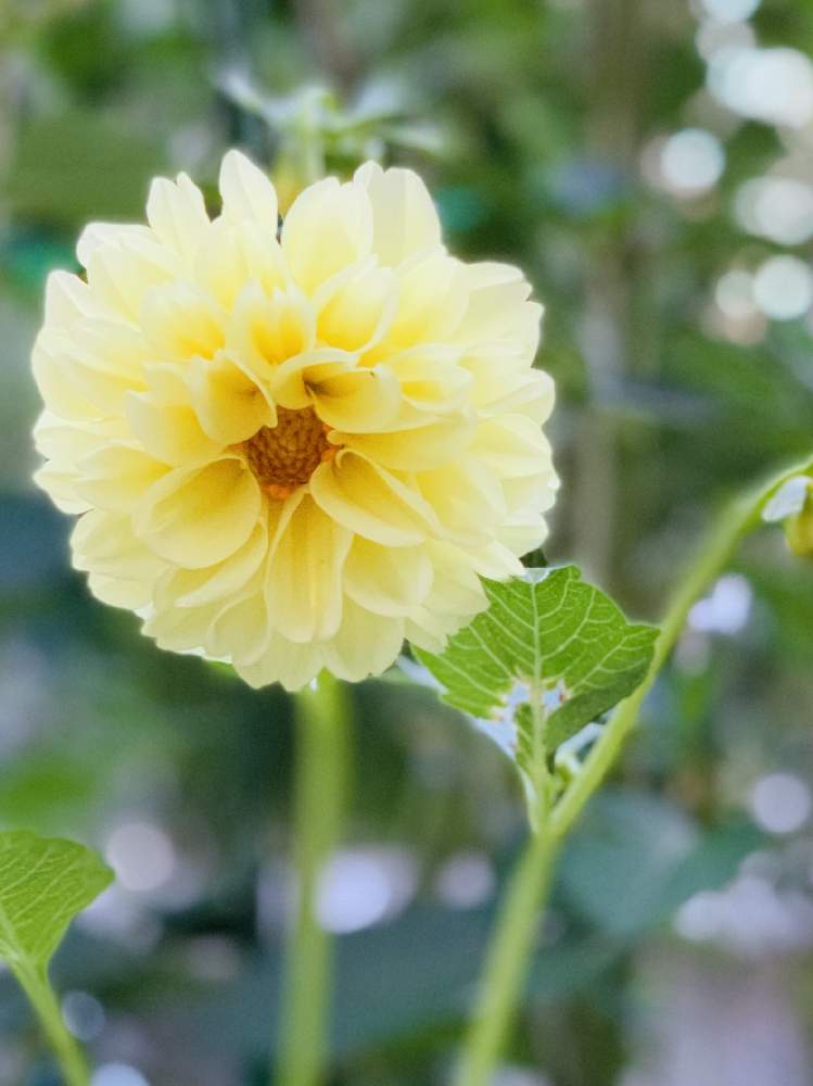 小さな庭の画像 by つきよみさん | 小さな庭とダリアと庭の花とおうち園芸とイエローとレモンイエローとガーデニングと花のある暮らしとお花のある生活と秋に咲かせた花-園芸ガイド2020とマイ♡ガーデン♡と秋の花と地植え