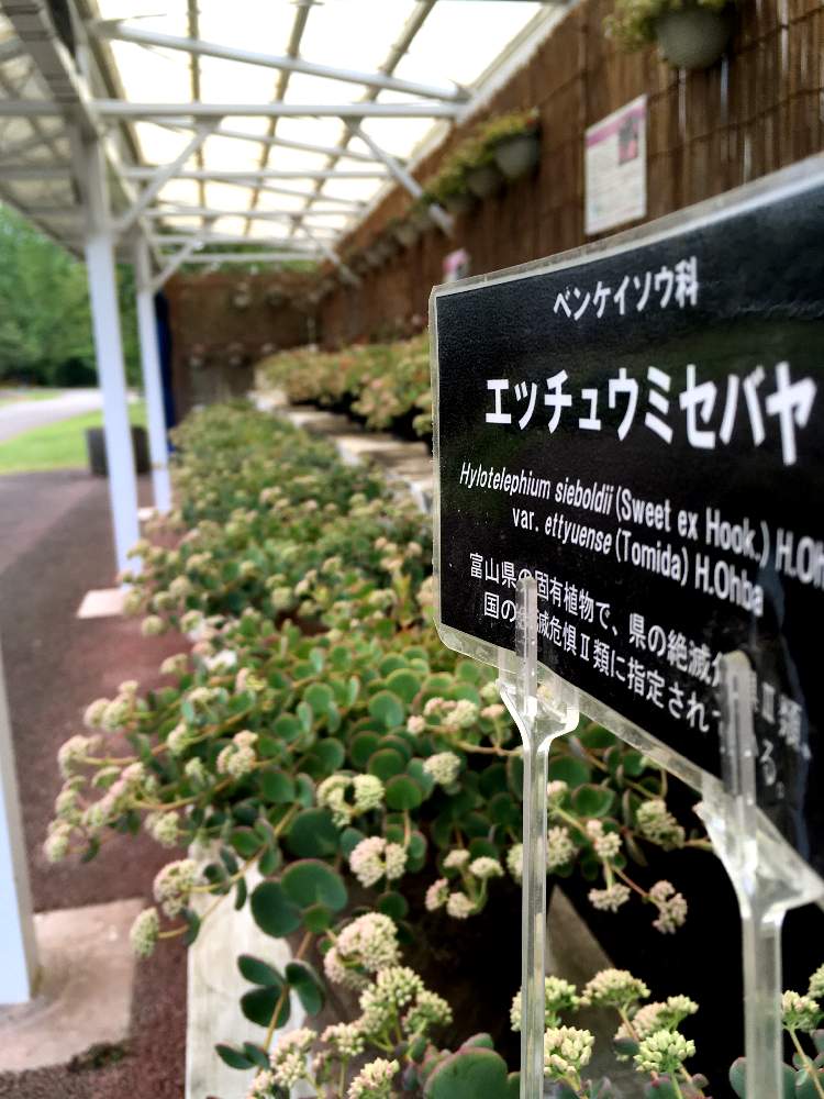 お出かけ先の画像 by あはは〜さん | お出かけ先とNo.41と富山支部と富山県中央植物園とあはは〜とあっ‼️