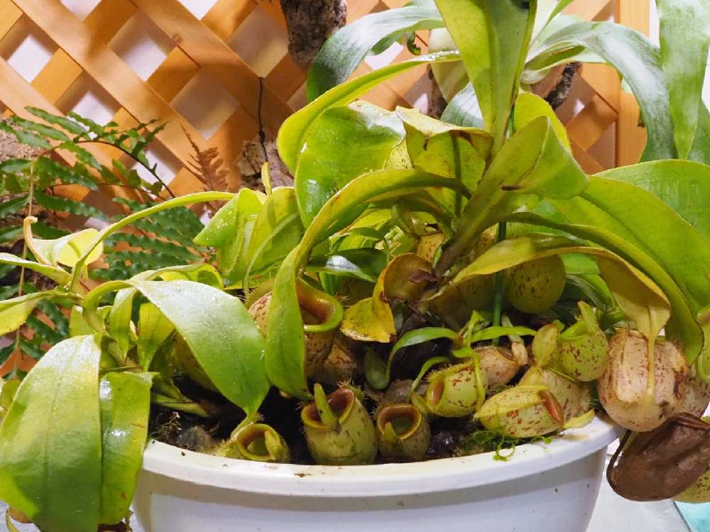 部屋の画像 by とと3さん | 部屋と植物のある暮らしとネペンテス属とミストプランツと葉っぱとおうち園芸と植中毒と食虫植物・ウツボカズラと珍奇植物とネペンテス原種とジメジメ系