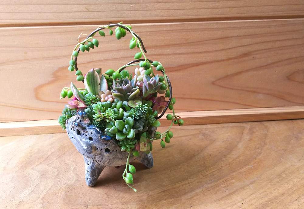 広い庭の画像 by 多肉屋 1HAさん | 広い庭と多肉植物とハオルチア属と育てたくなる多肉図鑑と繋がるリースと多肉屋1HAとリースとリバスタとUERU