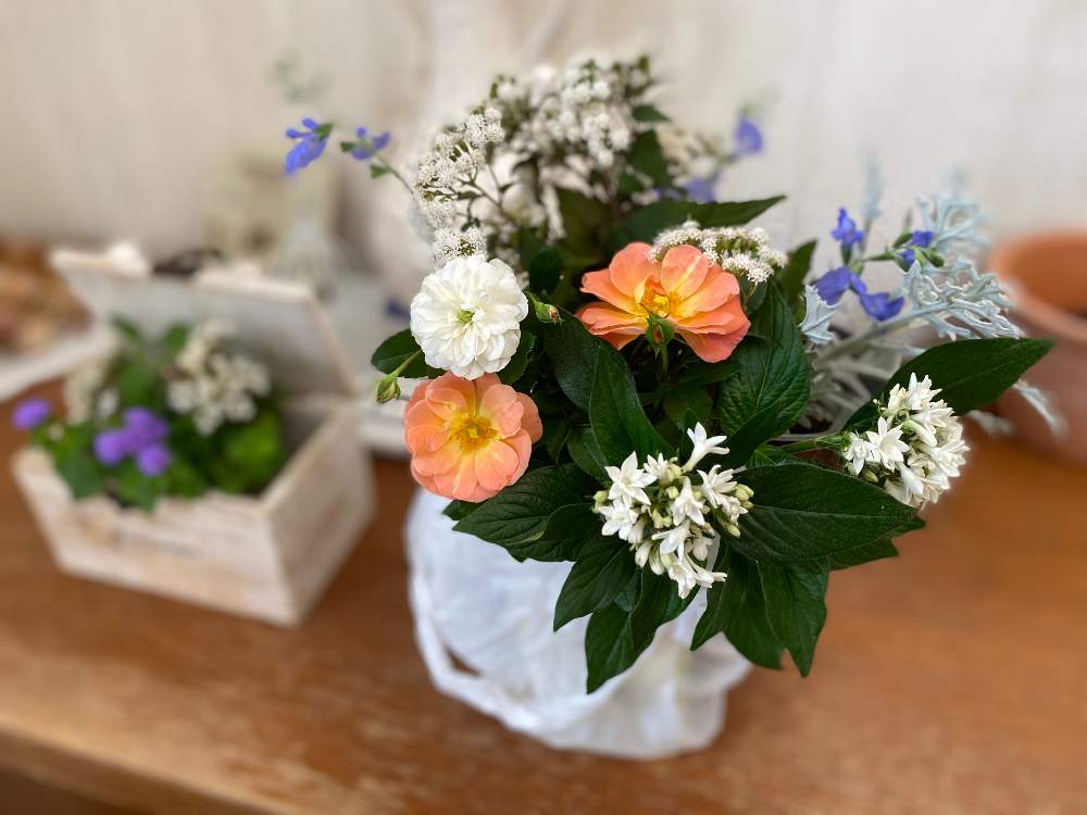 小さな庭の画像 by あこさん | 小さな庭とペンタスの花と小さな花束と庭からの 小さな 花束☆と花のある暮らしとユーパトリウム・チョコラータとグリーンアイスの花とドリフトローズ アプリコットとシロタエギクの葉とサルビア アズレア