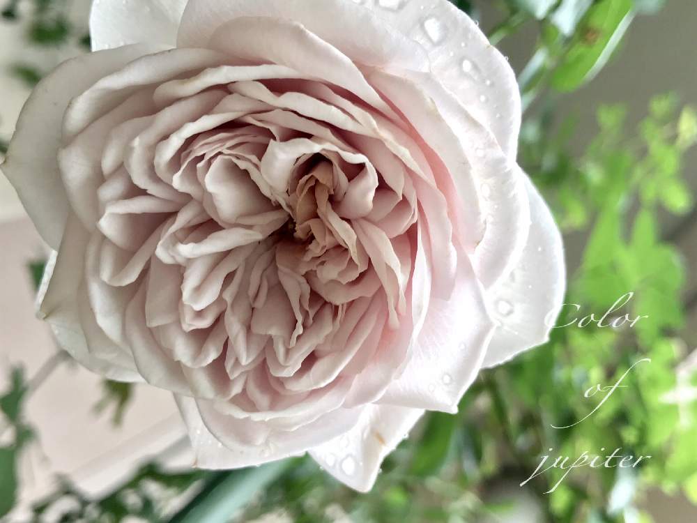 の画像 by nyacoさん | 私のローズガーデンinベランダ♬とばら バラ 薔薇と薔薇愛同盟と矢島ローゼズとベランダガーデニングとバラのある暮らしとベランダガーデンと日本のバラとバラと夢CLUBと鉢植えのつるバラとバラが好きとGSでバラ園と秋に咲かせた花-園芸ガイド2020と薔薇♪とばら 薔薇 バラとバラ・ミニバラとロザリアンとベランダでバラを♬とカラーオブジュピターとニュアンスカラー