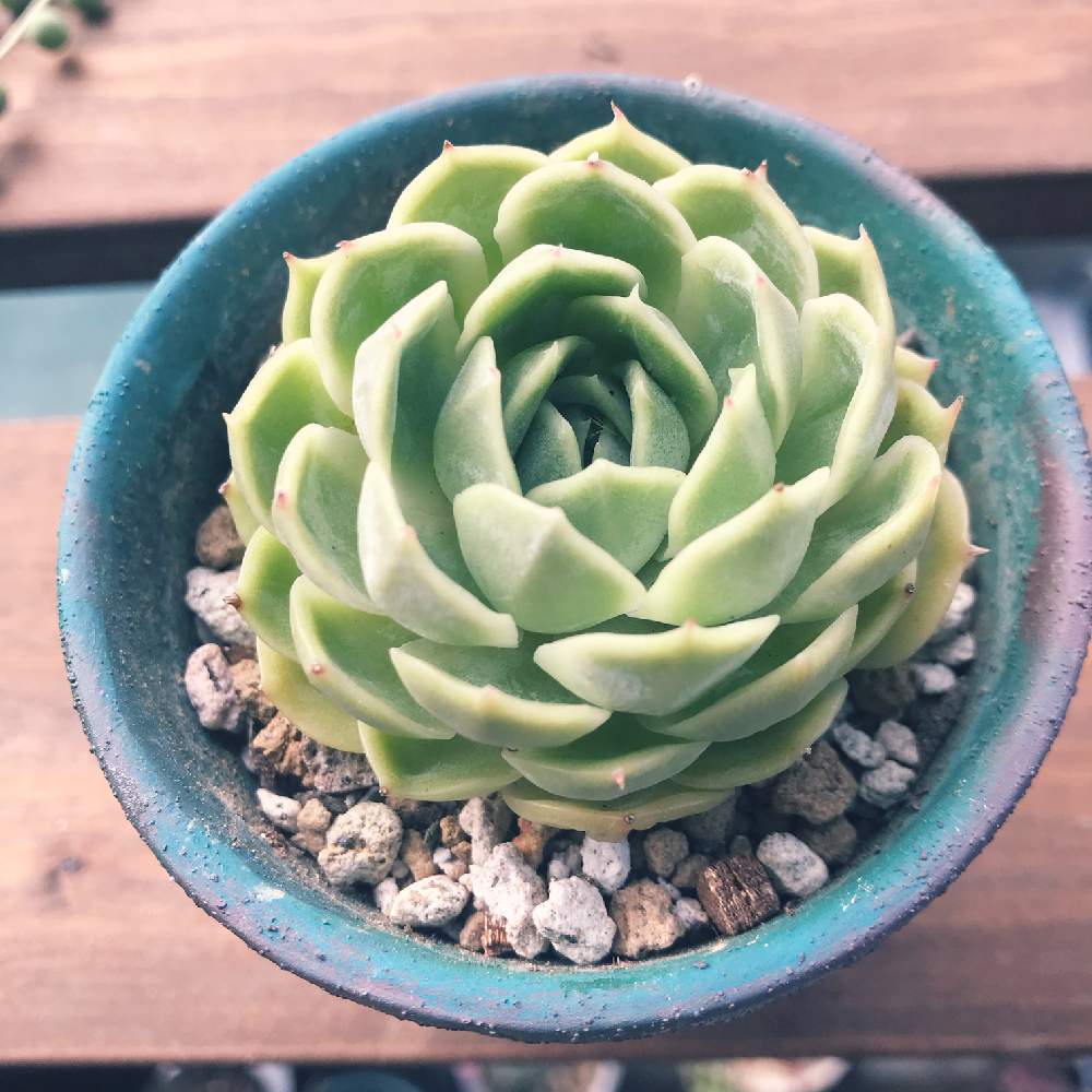 小さな庭の画像 by あやさん | 小さな庭とオウンスローと多肉植物と多肉の寄せ植えと多肉植物のある暮らしとno green no lifeとリメ缶・リメ鉢と100均アレンジと多肉大好き(*´︶`*)❤︎と多肉寄せ植えと多肉多肉多肉