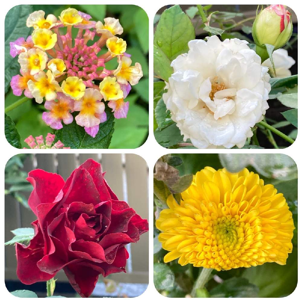 小さな庭の画像 by まぁ!さん | 小さな庭とキクとバラとランタナと薔薇に魅せられてと花のある暮らしと素敵色とおうち園芸と秋に咲かせた花-園芸ガイド2020