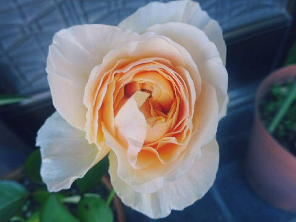 玄関の画像 by ☆きらまる☆さん | 玄関と極上咲きと薔薇愛同盟と薔薇男子と薔薇に魅せられてとオシャレとB型とバラのある暮らしとおうち園芸と今日の一枚ときれいな色と花のある暮らしとnyaco印とかわいいな♡とテンション⤴︎とロザリアンとバラを楽しむとピンクハンター