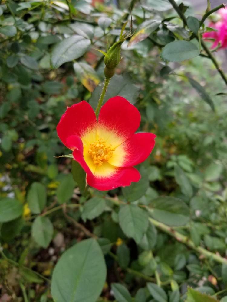 小さな庭の画像 by ニワバラベラバラさん | 小さな庭とバラとバラ・カクテルとばら バラ 薔薇と化成肥料とIB肥料と複色とバラのある暮らしとバラ 鉢植えと花ちゃん培養土と鉢ロザリアンと腐根酸とカクテルと花のある暮らしと有機肥料とバーグ堆肥と薔薇♪とばら 薔薇 バラとバラ・ミニバラと腐植酸